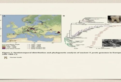 Ancient DNA Reveals the Evolution of Europe’s Plague Bacterium