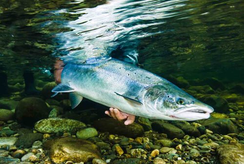 A Cave in Spain Is Rewriting the Story of Atlantic Salmon