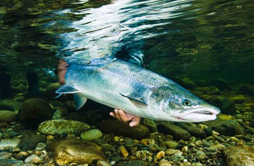 A Cave in Spain Is Rewriting the Story of Atlantic Salmon